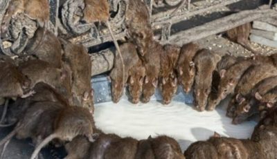 Rats and Mice Disappear in 1 Minute Without Poison or Traps!
