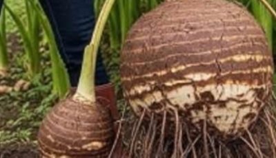 Taro: The Tropical Treasure Your Kitchen — and Your Body — Will Love