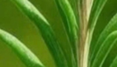 Rosemary: The Ancient Herb With Powerful, Little-Known Benefits for the Human Body