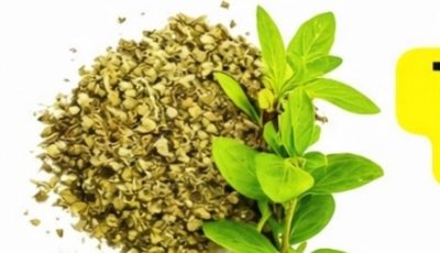 Oregano: Nature’s Most Powerful Herb and Its Health Benefits