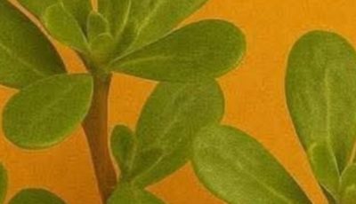 Discover the Power of Purslane: A Nutrient-Packed Superfood
