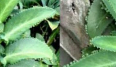 kalanchoe is a medicinal plant