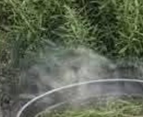 Rosemary Tea: The Simple Natural Drink That Could Transform Your Daily Routine