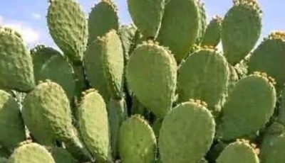 Search Results for: CACTUS OR CACTUS KNOWN AS PLANT OF LIFE