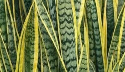 Search Results for: Maranta Plant: The Living Amulet That “Prays” for Abundance