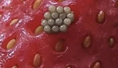 White Worms in Strawberries? What Happens When You Soak Berries in Salt Water (And If They’re Still Safe to Eat)
