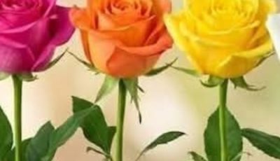 Search Results for: Pick A Rose And Reveal What Kind Of Woman You Are