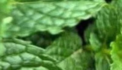 Peppermint juice with lemon: benefits, medicinal uses and how to prepare it correctly