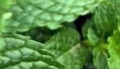 Peppermint juice with lemon: benefits, medicinal uses and how to prepare it correctly