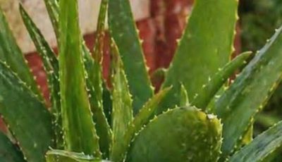 Search Results for: How to prepare aloe vera juice step by step