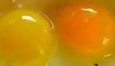 Search Results for: How to Tell If an Egg Came from a Healthy Chicken: 6 Signs of Superior Quality
