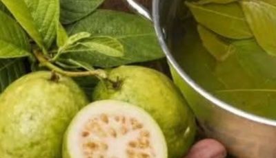 Guava Leaves: A Traditional Natural Support for Digestion, Mild Inflammation, Fluid Balance, and Colon Health