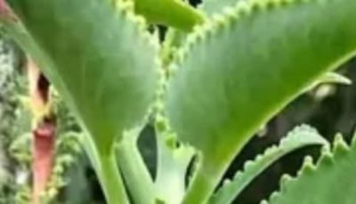 Kalanchoe Benefits: Can This Plant Improve Circulation and Health Naturally?