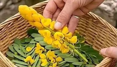 How to Use Candlestick Plant (Senna alata): A Natural Guide for Everyday Wellness