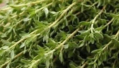 Thyme: Diseases It Helps Relieve and Medicinal Benefits