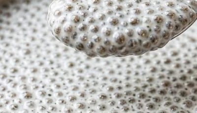 Chia Seeds: Nutritional Values, Benefits, and Safe Consumption Tips