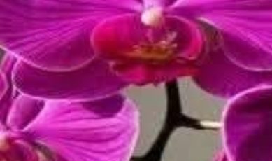 My nana taught me this hack to make orchids rebloom fast in 5 mins with 0 work. Here’s how it works