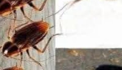 Toothpaste: A Surprising Ally Against Cockroaches and Ants — A Step-by-Step Guide