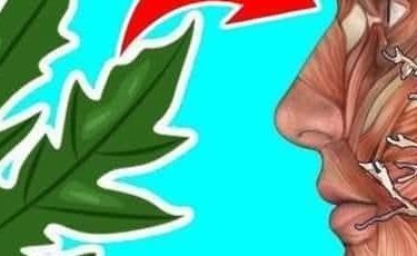 9 Benefits of Papaya Leaves & How to Process Them as Medicine