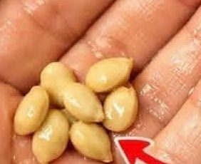 Ne jetez pas les pépins de citron : un trésor naturel que presque tout le monde gaspille.
