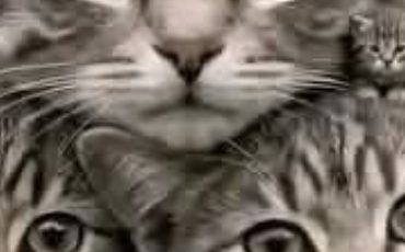 8 Ways To Tell If Your Cat Actually Likes You Or Just Tolerates You