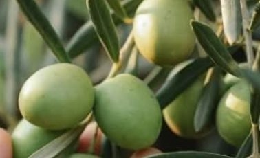 Olive Leaves: The Gentle Natural Secret for Wellness and Longevity