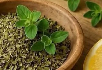 Cuban Oregano: The Medicinal Plant That May Naturally Support Your Well-Being