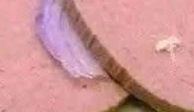 simple recipe for making a classic liverwurst sandwich