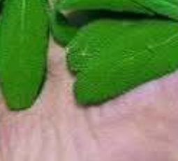 Sage: A Natural Remedy for Brain Health, Inflammation, and Joint Pain