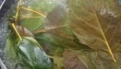 The Hidden Power of Avocado Leaves: Health Benefits of Avocado Leaf Tea