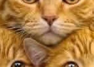 How Many Cats Can You Spot? The Viral Optical Illusion That’s Driving the Internet Crazy