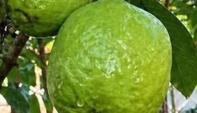 Goodbye High Blood Sugar: Discover the Power of Guava