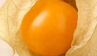 The Forgotten Treasure in Grandma’s Garden: The Gentle Power of Goldenberries