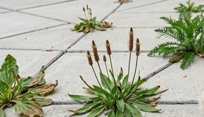 Search Results for: Natural and Powerful Homemade Weed Control