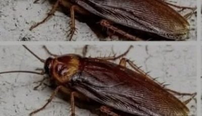 Did You Know That If Cockroaches Come to Your Home, It’s a Sign That