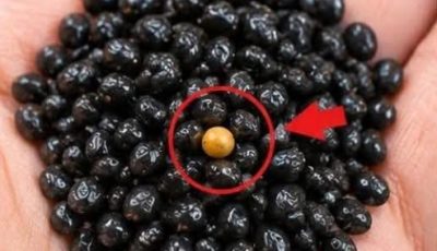 Even at 90? Add these 3 powerful seeds to your breakfast every day and
